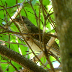Turdus leucomelas