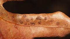 Neuroterus tantulus