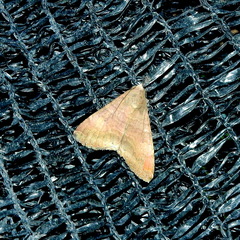 Lepidoptera