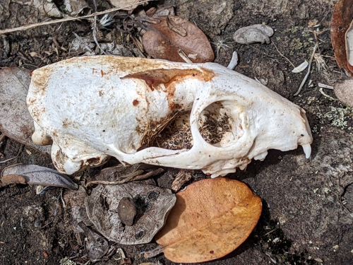 Small Indian Mongoose photographed in Illinois