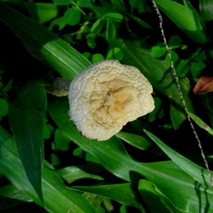 Fungi