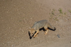 Lycalopex culpaeus culpaeus