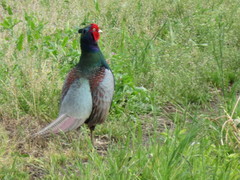 Phasianus versicolor
