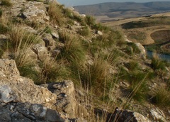 Ampelodesmos mauritanicus