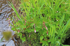 Epilobium hallianum