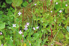 Epilobium hallianum
