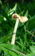 Fungi