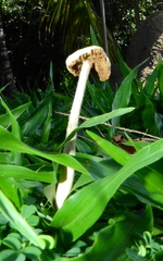 Fungi