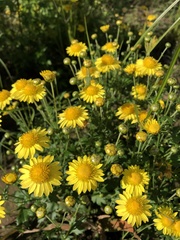Chrysanthemum arisanense