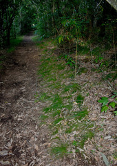 Cyperus mirus