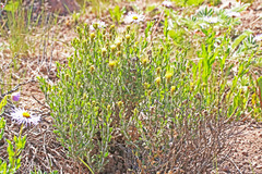 Ericameria discoidea discoidea