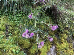 Cirsium tatakaense