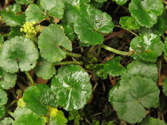 Hydrocotyle bonplandii