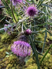 Cirsium tatakaense
