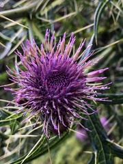 Cirsium tatakaense