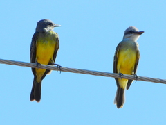 Tyrannus melancholicus