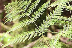 Lastreopsis marginans