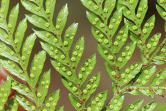 Lastreopsis marginans