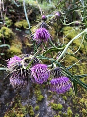Cirsium tatakaense