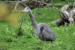 Ardea herodias
