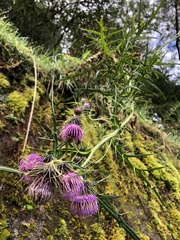 Cirsium tatakaense
