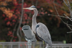 Ardea herodias