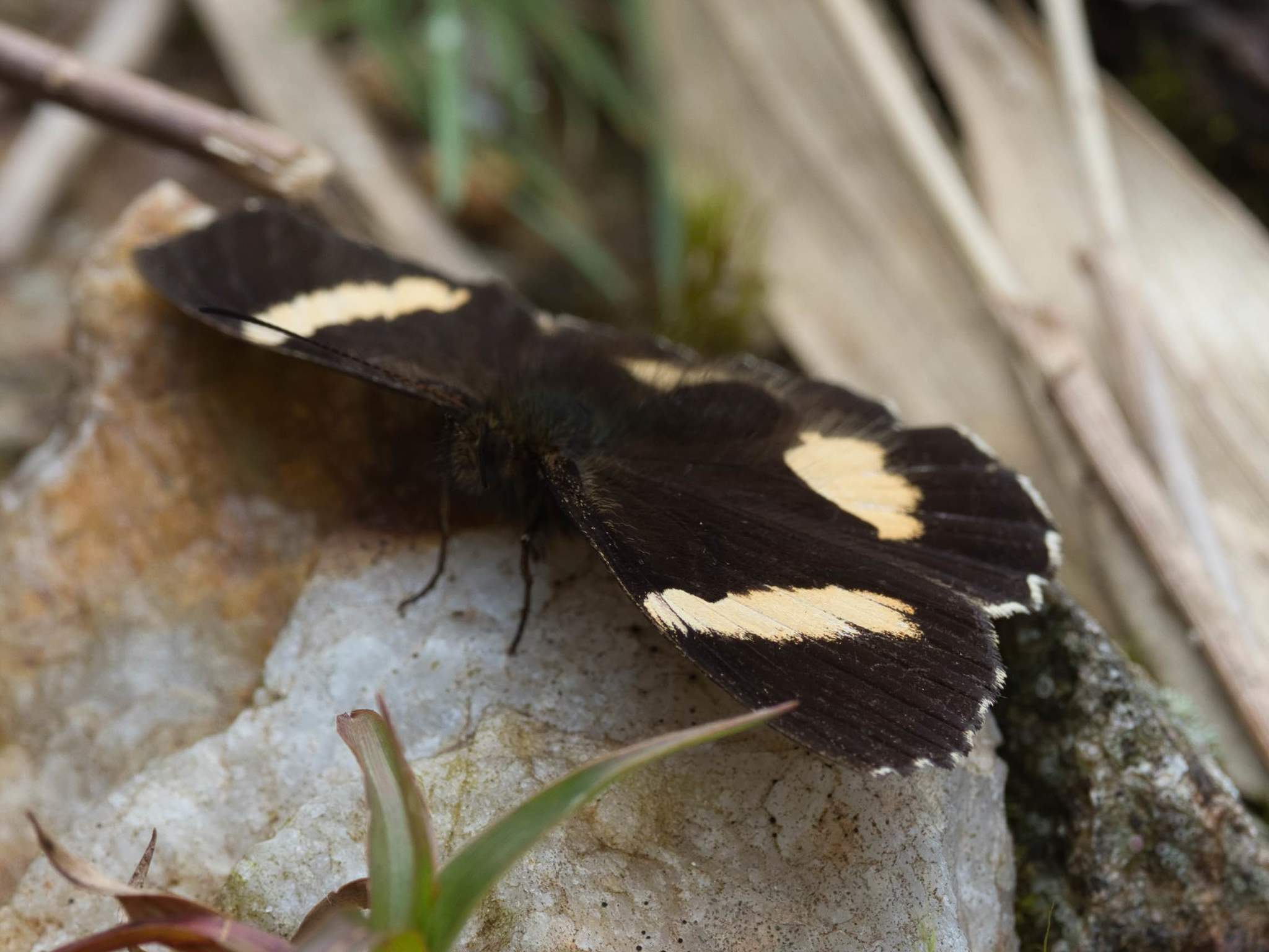 Pedaliodes phaedra image