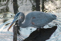 Ardea herodias