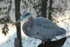 Ardea herodias