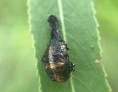 Plagiodera erythroptera