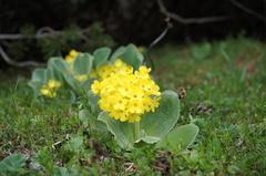 Primula auricula