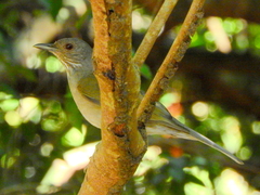 Turdus leucomelas