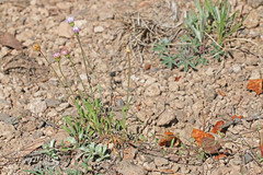Erigeron flagellaris