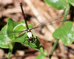 Austroargiolestes chrysoides