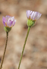 Erigeron flagellaris