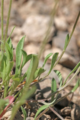 Erigeron flagellaris