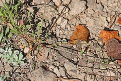 Erigeron flagellaris