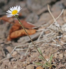 Erigeron flagellaris