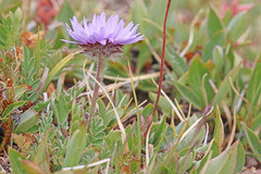 Erigeron grandiflorus