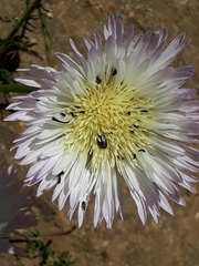 Plectocephalus chilensis