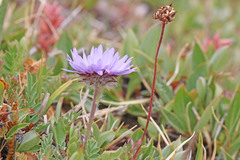 Erigeron grandiflorus