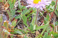 Erigeron grandiflorus