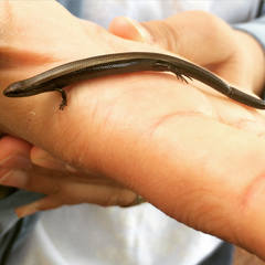 Ablepharus kitaibelii