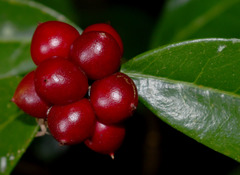 Phaleria octandra