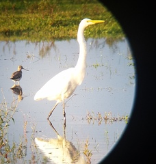 Ardea alba