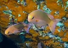 Callanthias australis