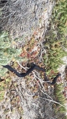 Pseudonaja affinis exilis