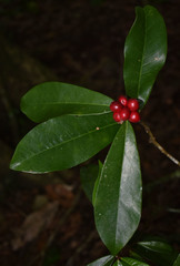 Phaleria octandra