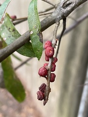 Kokkocynips