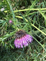 Cirsium tatakaense